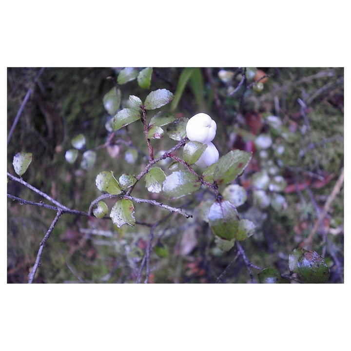 Gaultheria antipoda (Snowberry) Fruit Seeds – Hardy New Zealand Berries for Ornamental &amp; Edible Gardens, Non-GMO | Neera Seeds product photo [neera-v4-07ae9289f854966a3395]