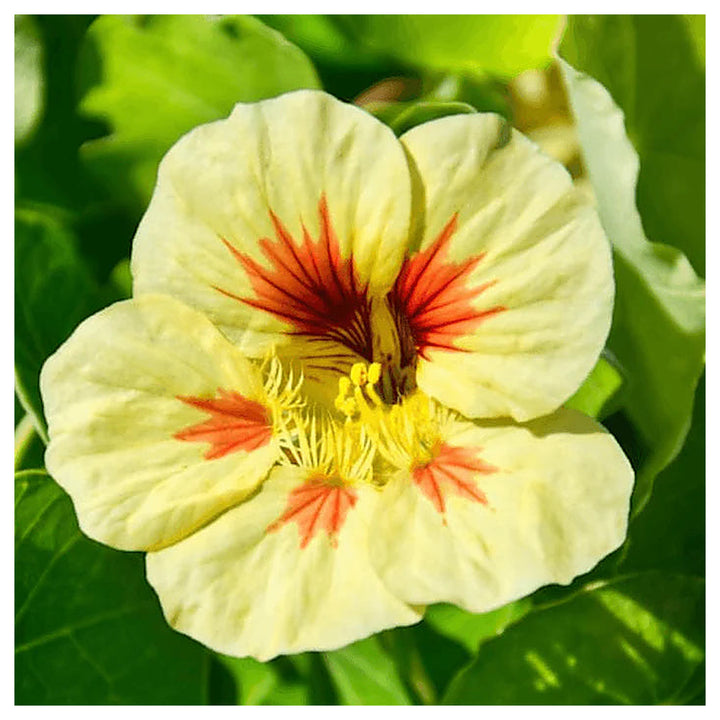 Green Yellow Nasturtium Flower Seeds for Planting – Heirloom, Non-GMO, High Germination Garden Seeds | Neera Seeds product photo [neera-v4-07af955d3a41c031e944]