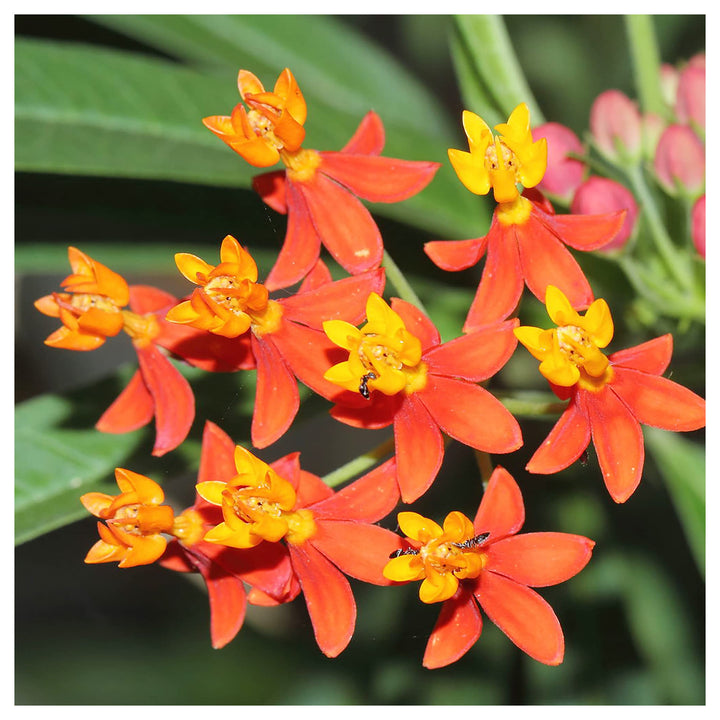 Asclepias Curassavica Flower Seeds for Planting – Vibrant Tropical Milkweed | Neera Seeds product photo [neera-v4-07b0664ed29f9d9c1446]