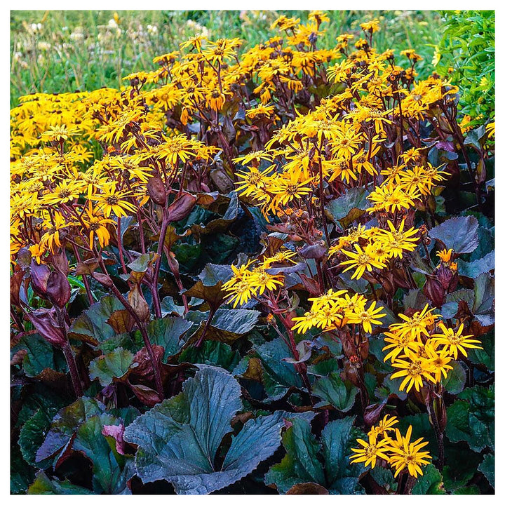Heirloom Non-GMO Britt-Marie Crawford Flower Seeds for Planting – Bold Foliage and Garden Blooms | High Germination | Neera Seeds product photo [neera-v4-07b6be72f1729739cb58]