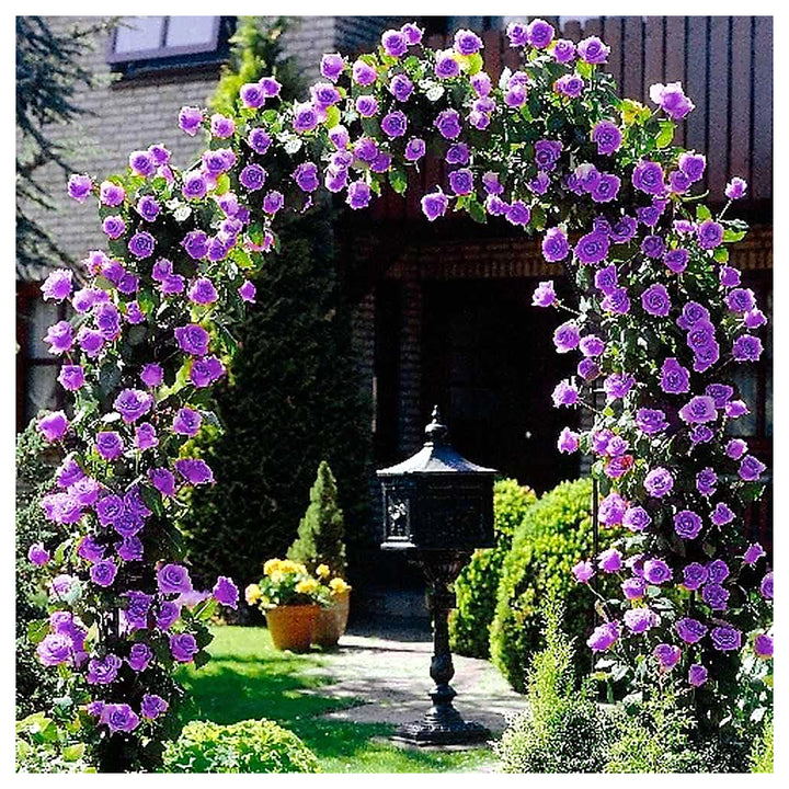 Lavender Climbing Rose Flower Seeds for Planting – Heirloom, Non-GMO, High Germination Organic Garden Seeds | Neera Seeds product photo [neera-v4-07dc5a98e881b8febdb6]