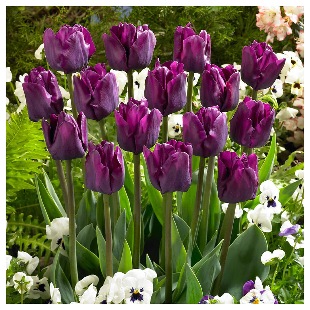 Purple Tulip Flower Seeds – Heirloom Non-GMO Bulb Seeds for Planting | Neera Seeds product photo [neera-v4-07e7d1bdcdb25a2c2ca9]