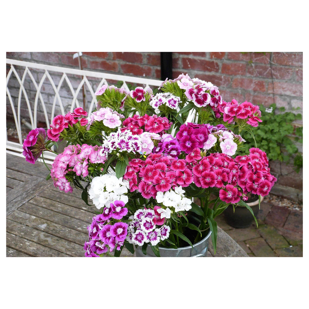 Pink Dianthus Dianthus Barbatus Beauty Flower For Planting Decorative Blooms For Beds Borders | Neera Seeds product photo [neera-v4-07ebb3b63e3f4e0ba844]