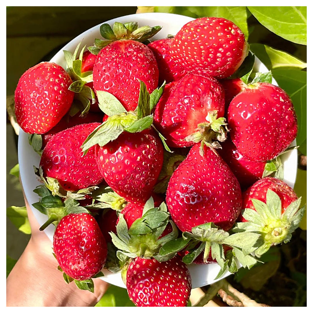 Albion Strawberry Fruit Seeds for Planting – High-Yield, Sweet Berries, Heirloom, High Germination, Non-GMO Organic | Neera Seeds product photo [neera-v4-07fba7e2a970a266d0be]
