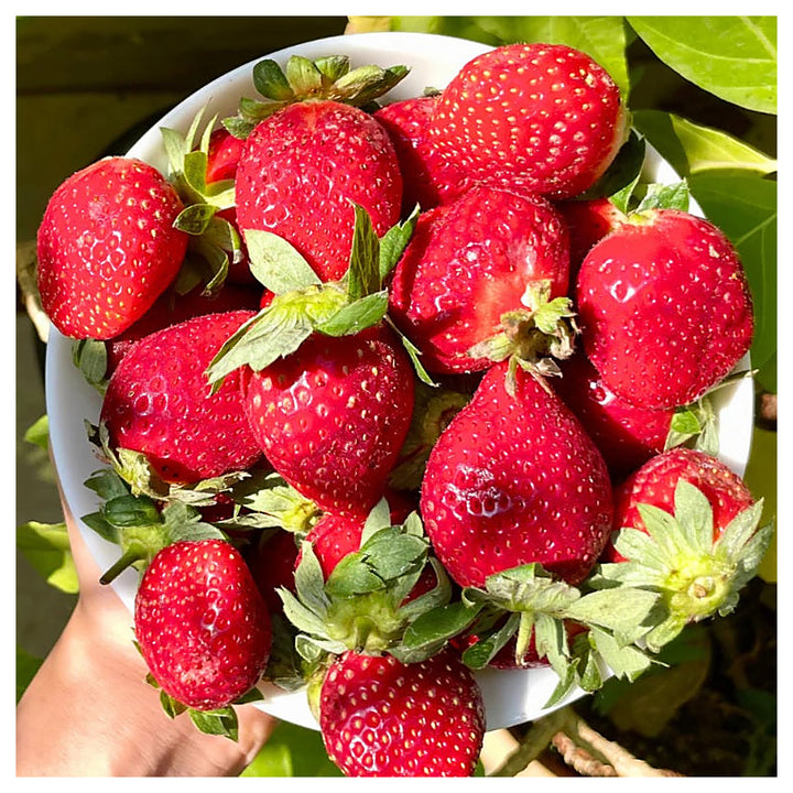 Albion Strawberry Fruit Seeds for Planting – High-Yield, Sweet Berries, Heirloom, High Germination, Non-GMO Organic | Neera Seeds product photo [neera-v4-07fba7e2a970a266d0be]