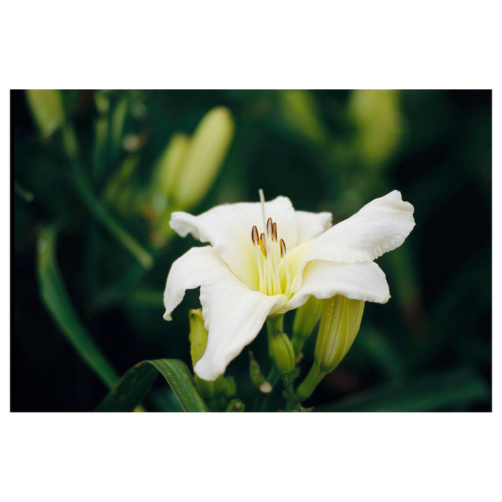 Heirloom Hemerocallis Lady Elizabeth Flower Seeds for Planting – Non-GMO Garden Blooms | Neera Seeds product photo [neera-v4-080247769bf6da0014b9]
