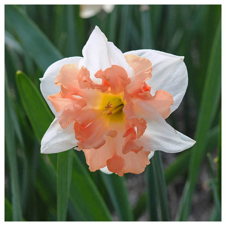 Peach White Daffodils Flower Seeds for Planting – Heirloom, Non-GMO, High Germination Garden Flowers | Neera Seeds product photo [neera-v4-08171c7a88f8a7d054cc]