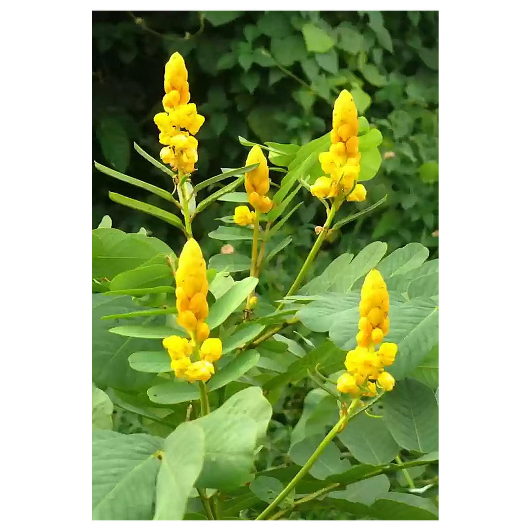 Yellow Candlestick Flower Seeds for Planting - NON GMO Seeds | Neera Seeds product photo [neera-v4-081f1871a6a0843bf595]