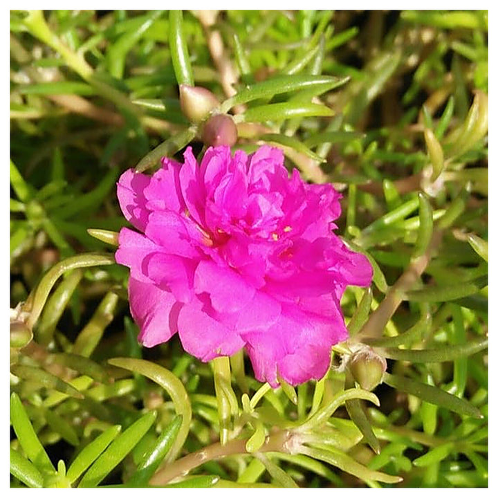 Organic Heirloom Non-GMO Pink Portulaca Seeds for Planting – Vibrant Moss Rose Flowers, High Germination | Neera Seeds product photo [neera-v4-082912df5442b73aad83]