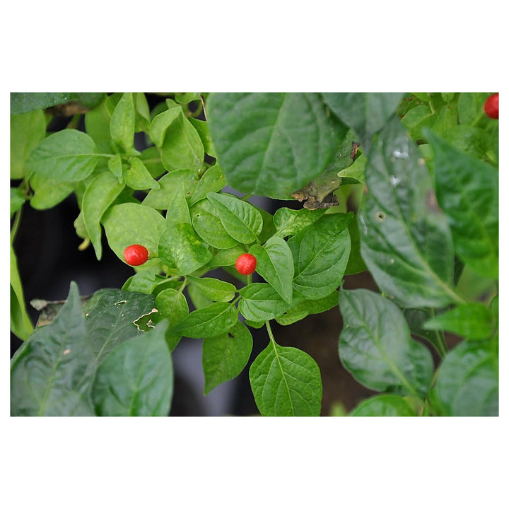 Ulupica Hot Pepper Seeds for Planting - Heirloom Non-GMO Organic Garden Seeds with High Germination Rate | Neera Seeds product photo [neera-v4-0830db1fbf9335d31a4d]