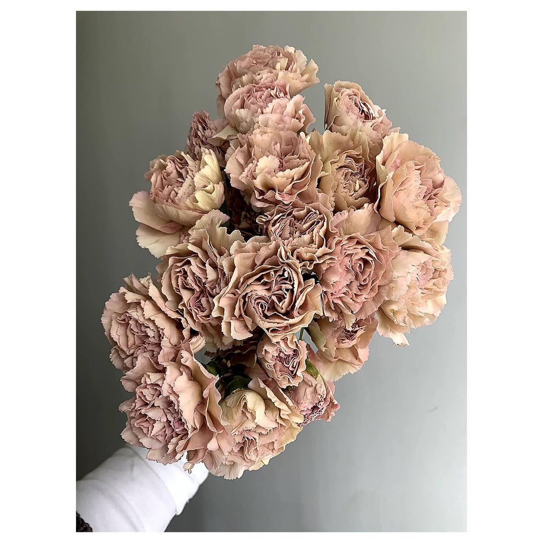 Brown Carnation Flower Seeds for Planting – Heirloom, Non-GMO, High Germination Unique Fragrant Bloom Seeds | Neera Seeds product photo [neera-v4-08397c7168012e03ce00]