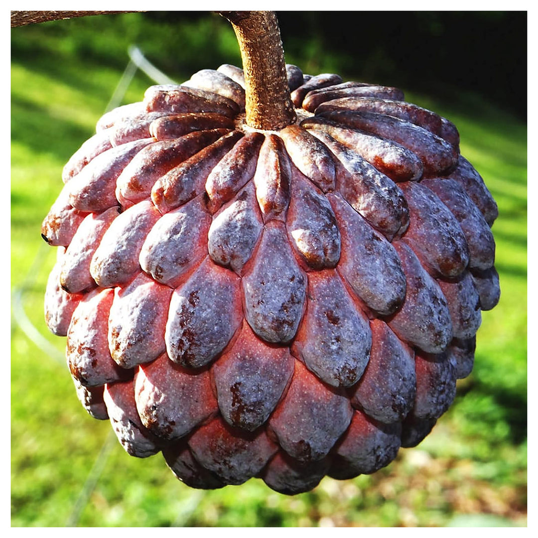 Purple Cherimoya (Sugar Apple) Fruit Seeds for Planting – Heirloom Non-GMO High Germination Organic Garden Seeds | Neera Seeds product photo [neera-v4-083983512d8e85cfa4d0]