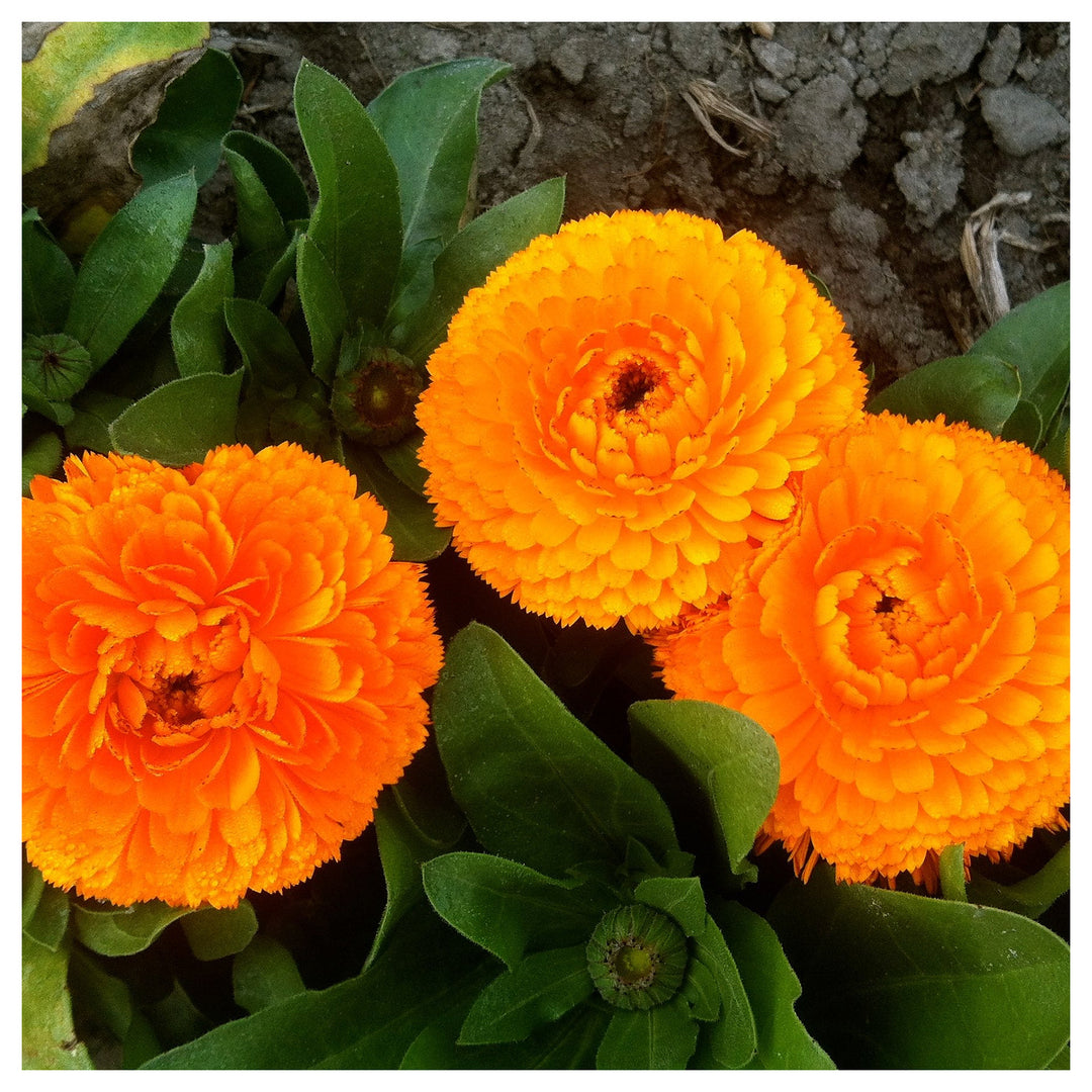 Red Calendula Flower Seeds for Planting – Heirloom, Non-GMO, High Germination Organic Garden Seeds | Neera Seeds product photo [neera-v4-0846dec9e6dd8b35cec7]