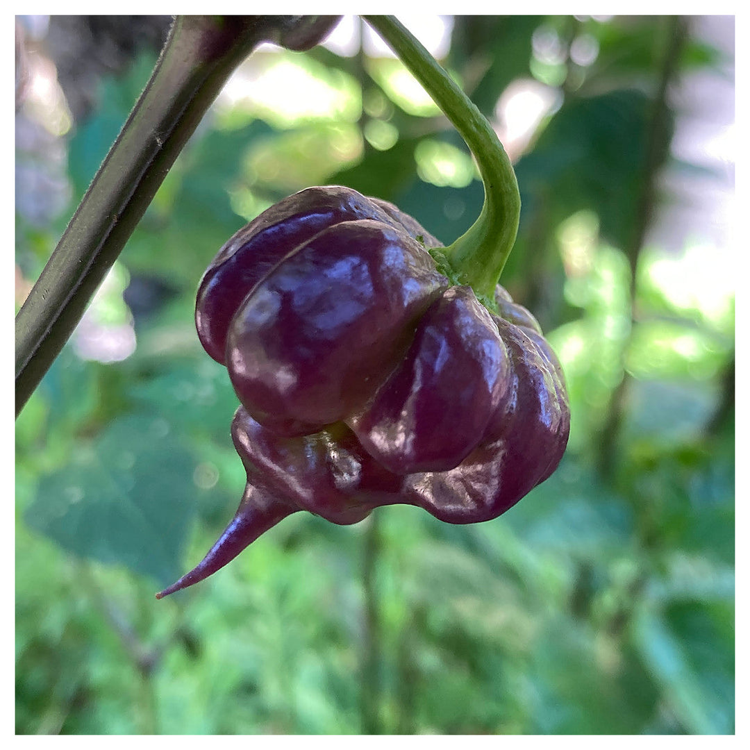 Purple Death Pepper Seeds for Planting – Heirloom, Non-GMO, Organic Garden Seeds with High Germination | Neera Seeds product photo [neera-v4-084c8cb40facff824a2f]