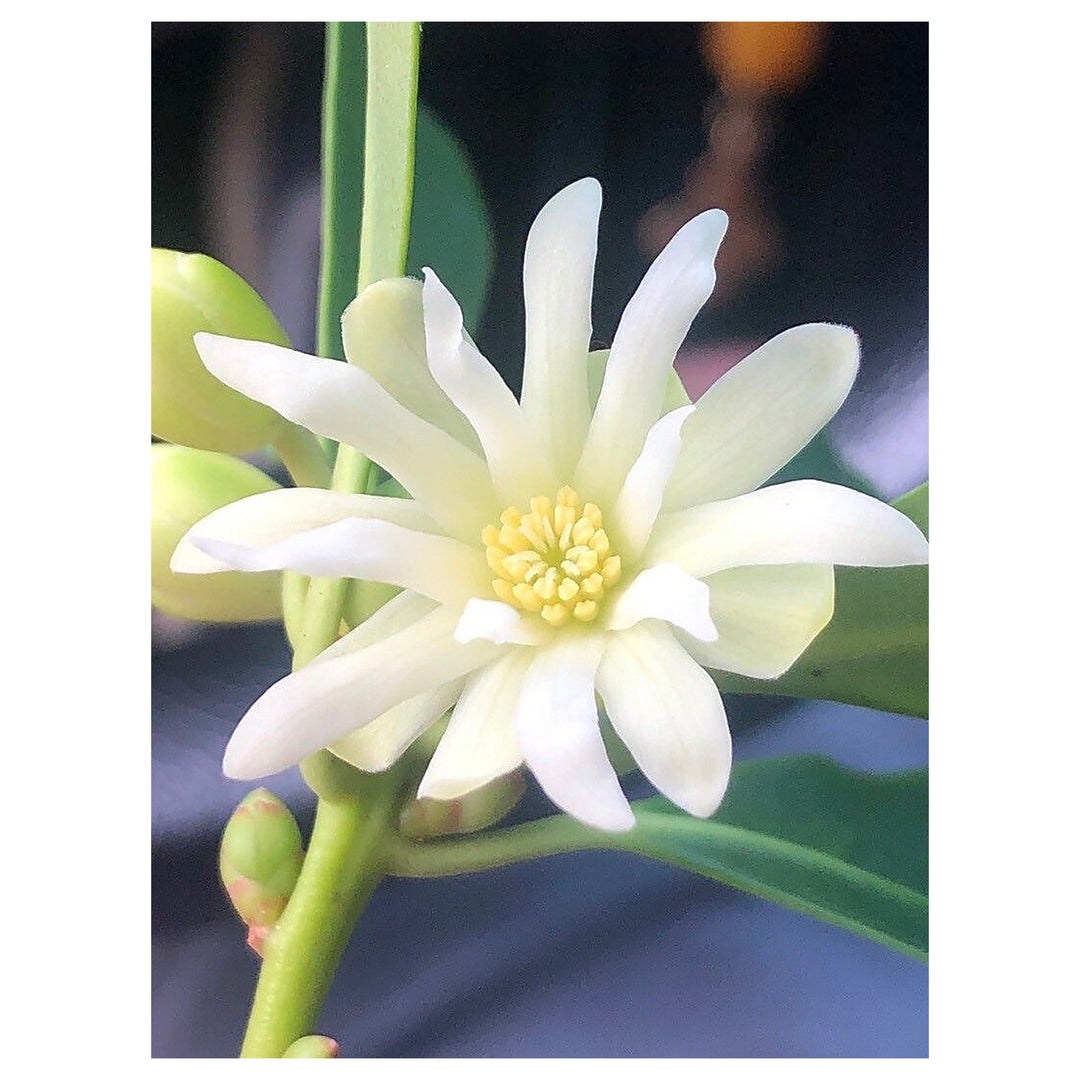 Heirloom Non-GMO Illicium Verum Plant Seeds – Star Anise Spice Seeds for Garden Planting | Neera Seeds product photo [neera-v4-0855b3a895e836da08ba]