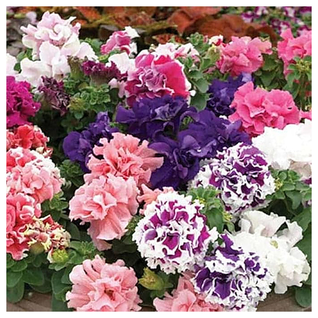 Hellgelb Petunia Hybrid Double Colorful Blooms In Your Garden Flower Seeds Home Garden | Neera Seeds product photo [neera-v4-085a5fe4718e96a49309]
