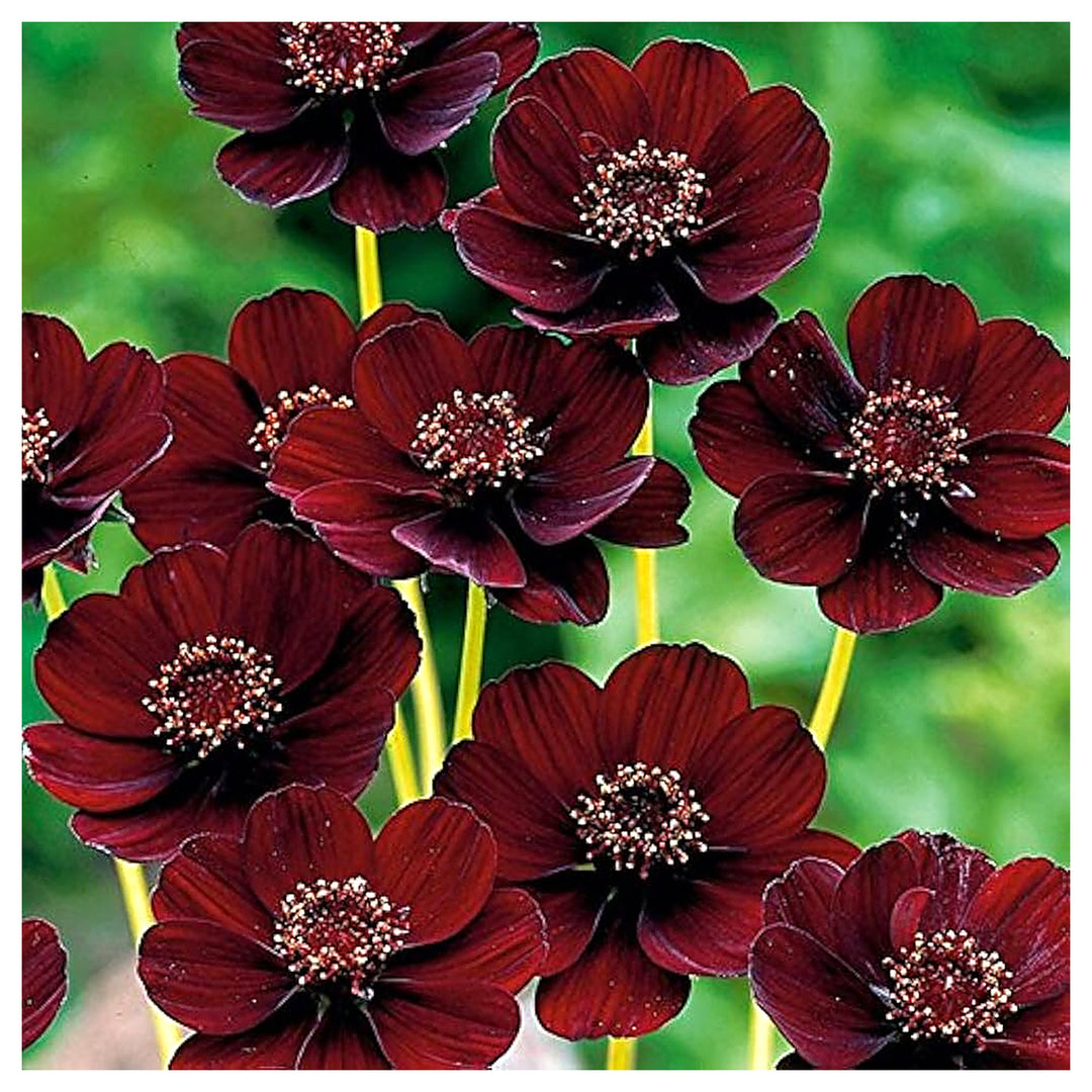 Chocolate Mint Rose Flower For Planting Flower Seeds for Home Garden Planting, Lush Organic | Neera Seeds product photo [neera-v4-086b5b191259b1410f5c]