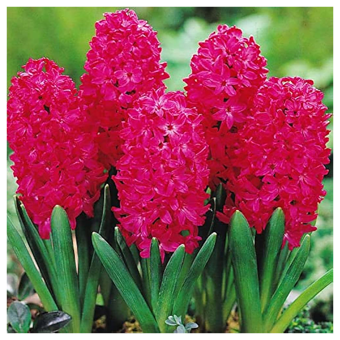 Organic Heirloom Red Hyacinth Flower Seeds for Planting – Non-GMO, High Germination Fragrant Organic Garden Seeds f | Neera Seeds product photo [neera-v4-086c18651f5d2d71969e]