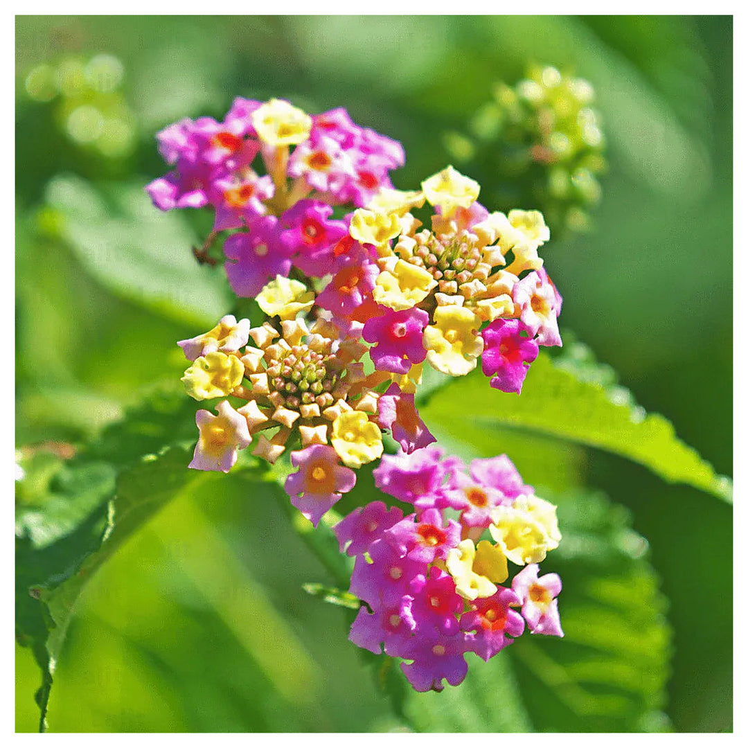 Heirloom Non-GMO Pink Lantana Flower Seeds for Butterfly Gardens and Colorful Outdoor Planting | Neera Seeds product photo [neera-v4-0874d258bc71fa2d40b4]