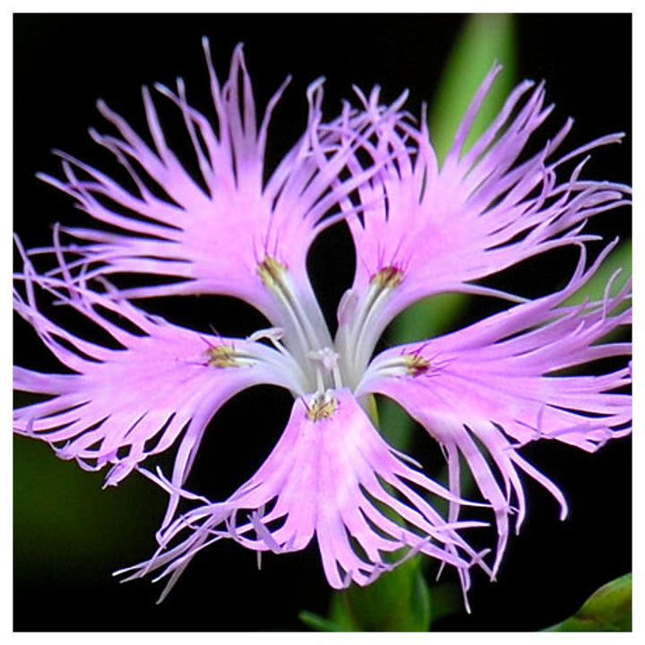Heirloom Non-GMO Dianthus Superbus Flower Seeds for Fragrant Garden Blooms and Delicate Displays | Neera Seeds product photo [neera-v4-087883cdd3df47f6f6f4]