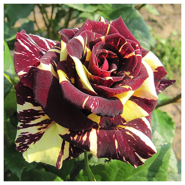 Dragon Rose Mixed Color Flower Seeds for Planting – Heirloom Non-GMO Seeds | Neera Seeds product photo [neera-v4-087de2441960f8316354]