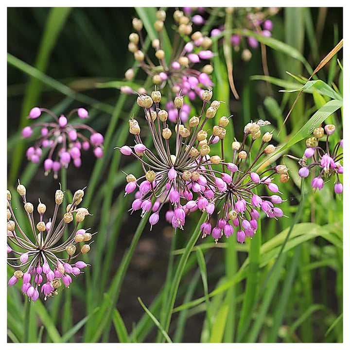 Pink Heirloom Non Gmo Nodding Onion Allium Cernuum Unique Beautiful Flowering Onions Flower | Neera Seeds product photo [neera-v4-0882ddbd8f36bd99299e]