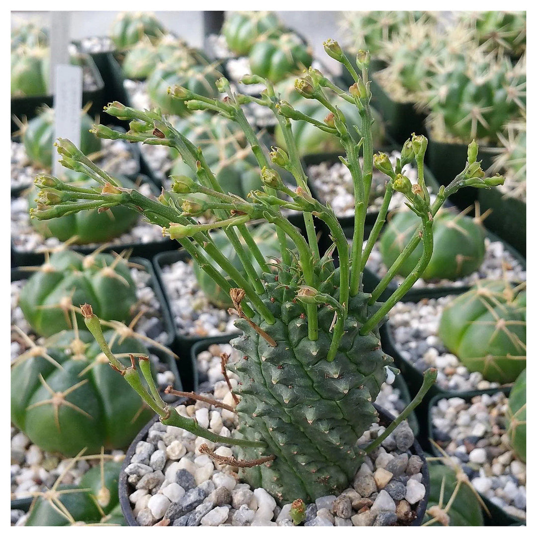 Euphorbia Spiralis Plant Seeds – Heirloom, Non-GMO, Unique Spiral Succulent for Garden Planting | Neera Seeds product photo [neera-v4-088aff1a54d60735333c]