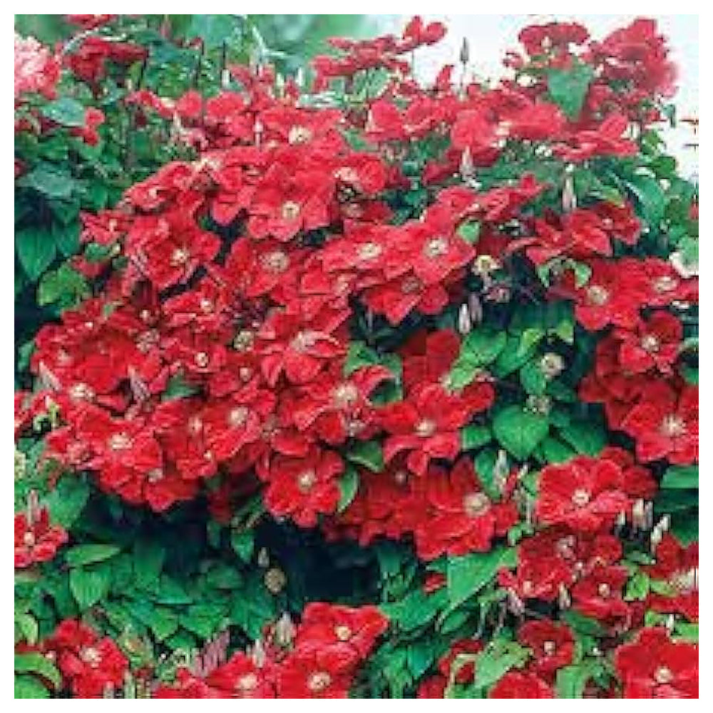 Light Red Clematis Flower Seeds for Planting – Heirloom, Non-GMO, High Germination Vibrant Climbing Vine Seeds | Neera Seeds product photo [neera-v4-088e99840940cb123a37]