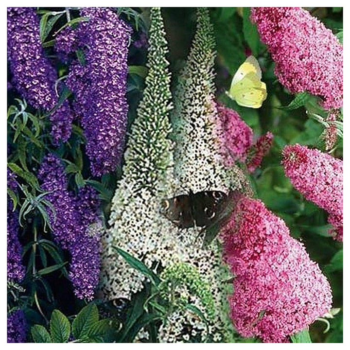 Mix Buddleia Butterfly Bush Flower Seeds for Planting – Heirloom, Non-GMO, High Germination Garden Seeds | Neera Seeds product photo [neera-v4-088f815442f6f715982f]
