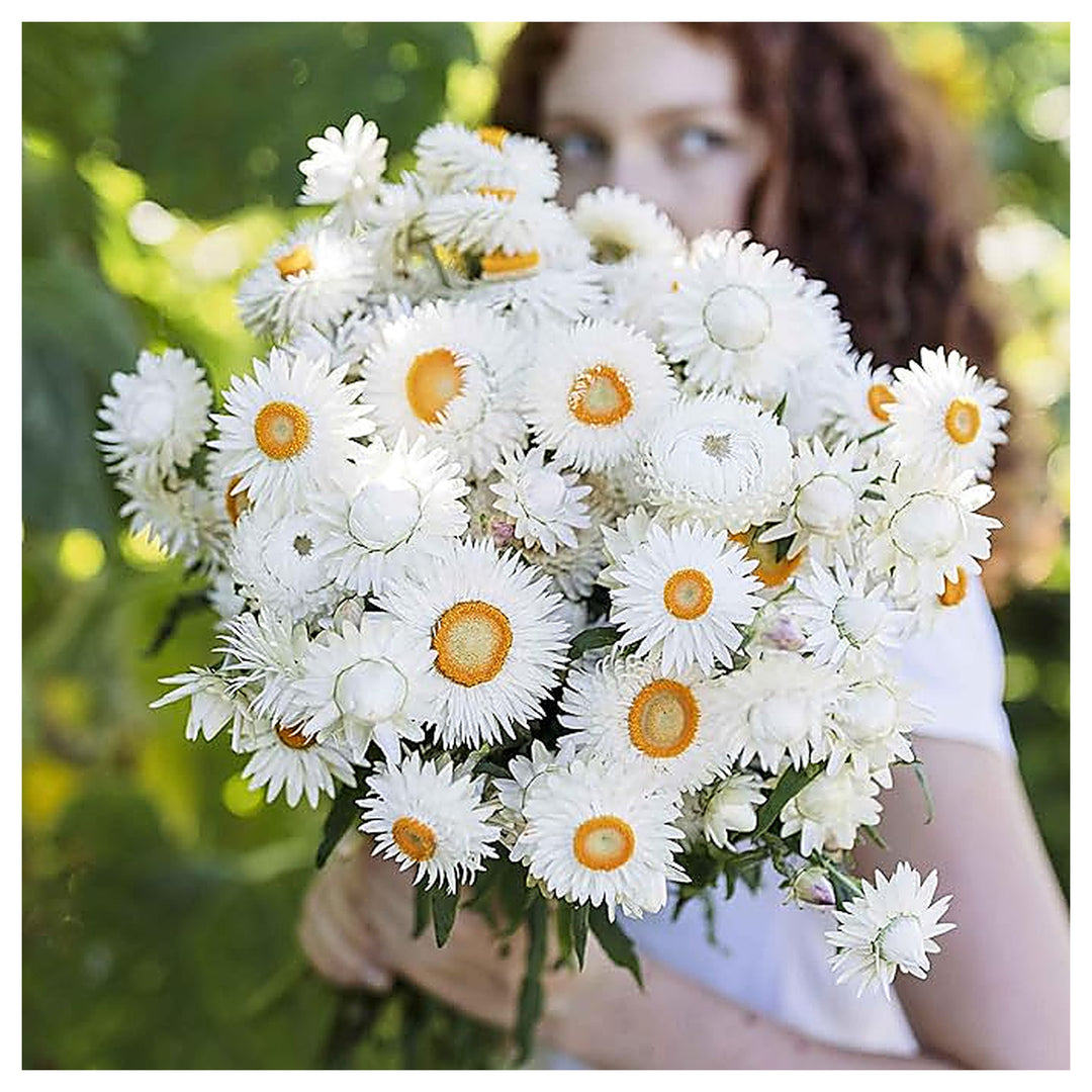 White Strawflower Helichrysum Bracteatum Flower For Planting Everlasting Blooms For Cutting Gardens | Neera Seeds product photo [neera-v4-08b5e066921b5d34bbbd]