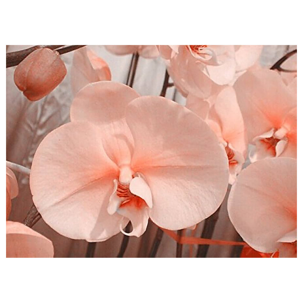 Peach Phalaenopsis Orchid Flower Seeds – Non-GMO, Heirloom, High Germination Seeds for Stunning Garden Blooms | Neera Seeds product photo [neera-v4-08c7810d383c851dd476]
