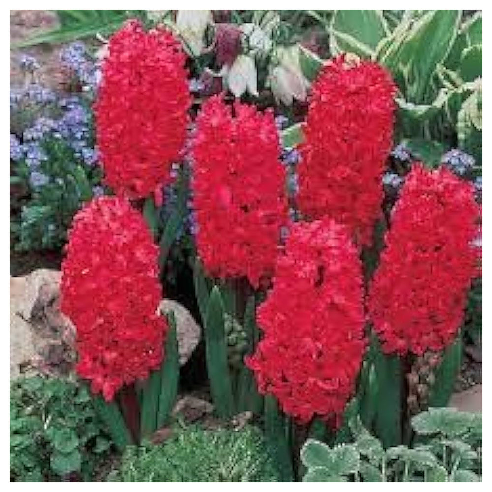 Organic Heirloom Red Hyacinth Flower Seeds for Planting – Non-GMO, High Germination Fragrant Organic Garden Seeds f | Neera Seeds product photo [neera-v4-08d0d6c939ef64a47517]