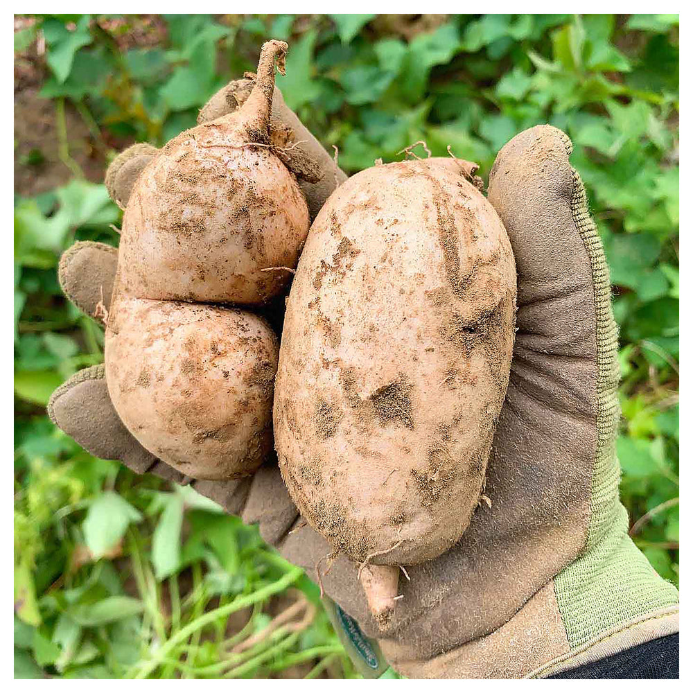 Okinawa Sweet Potato Seeds for Gardening –  Heirloom, Non-GMO, High Germination Organic Garden Seeds | Neera Seeds product photo [neera-v4-08d6cf46d442e08094af]