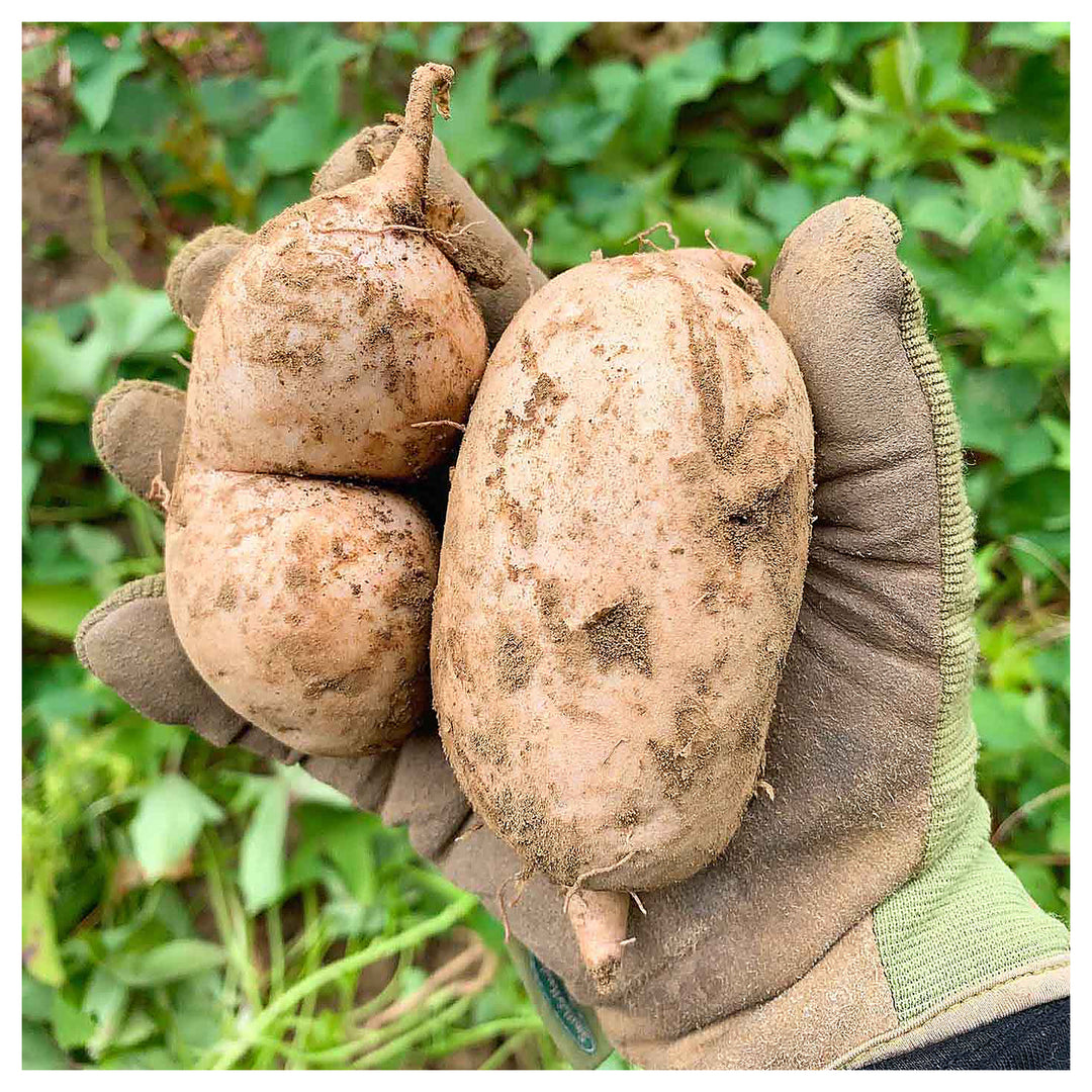 Okinawa Sweet Potato Seeds for Gardening –  Heirloom, Non-GMO, High Germination Organic Garden Seeds | Neera Seeds product photo [neera-v4-08d6cf46d442e08094af]