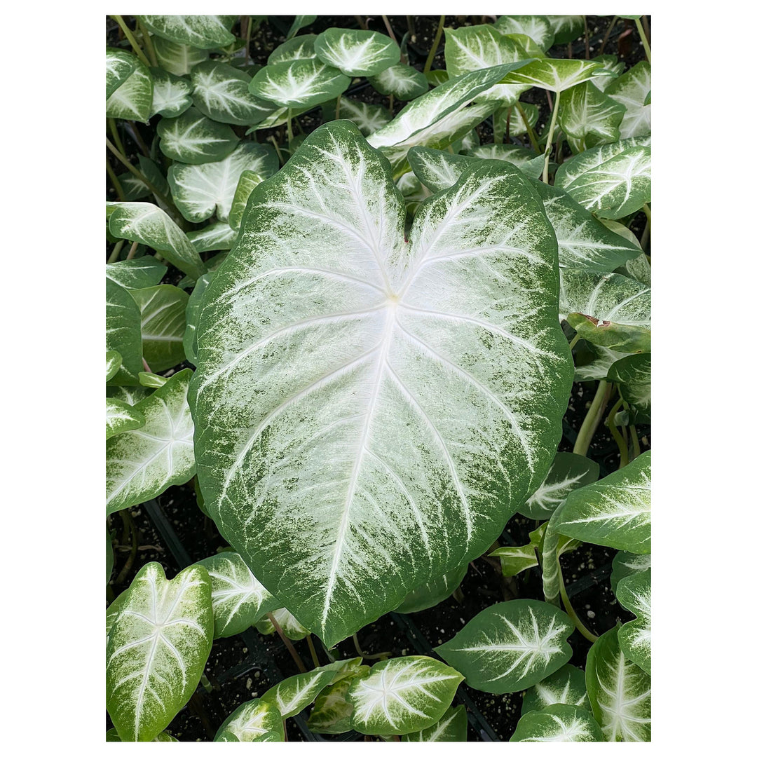 Leaf Caladium Aaron Seeds – Heirloom, Non-GMO, High Germination Organic Garden Seeds for Planting | Neera Seeds product photo [neera-v4-08e82ae87b116159a4a3]
