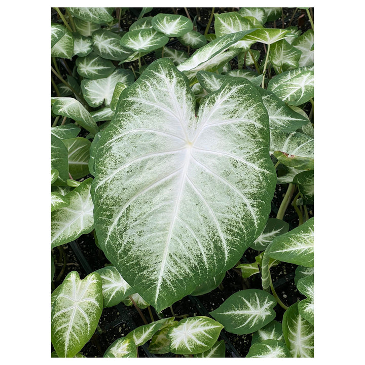 Leaf Caladium Aaron Seeds – Heirloom, Non-GMO, High Germination Organic Garden Seeds for Planting | Neera Seeds product photo [neera-v4-08e82ae87b116159a4a3]