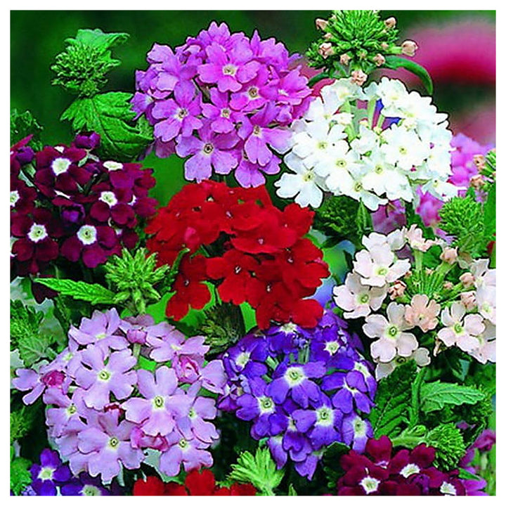 Stripe Verbena Flower Seeds for Planting - NON GMO Seeds | Neera Seeds product photo [neera-v4-08ee6a33a2b2be3b56ab]