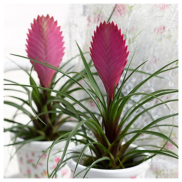 Heirloom Non-GMO Tillandsia Cyanea Flower Seeds for Planting – Pink Quill Air Plant Blooms | Neera Seeds product photo [neera-v4-08f9836e62a098207d56]