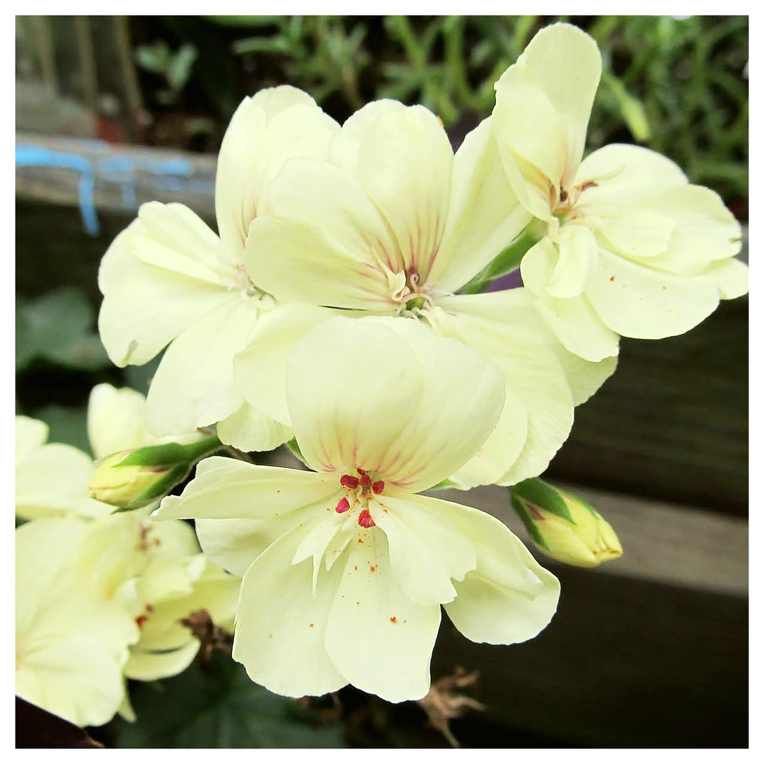 Yellow Rare Border Geranium Perennial Flower Garden Planting Flower Seeds Home Garden | Neera Seeds product photo [neera-v4-08fc272b16ff56693855]