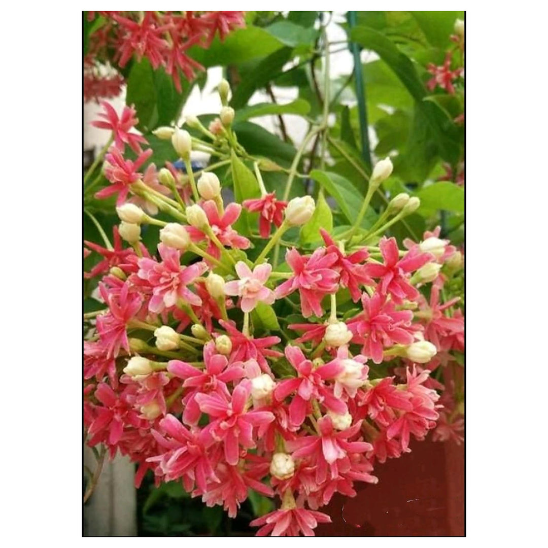 Quisqualis Indica Flower Seeds – Heirloom Non-GMO Seeds for Planting | High Germination Organic Garden Seeds | Neera Seeds product photo [neera-v4-0900e70167d4fae81f32]