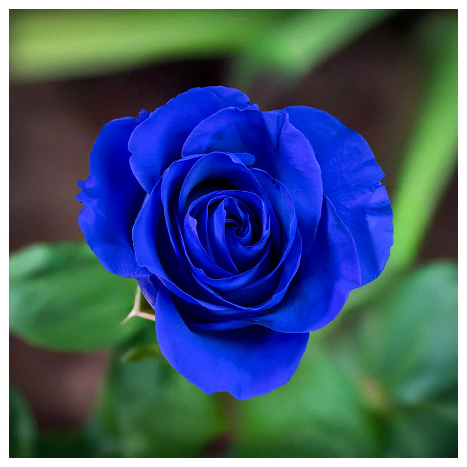 Blue Rose Heirloom Non-GMO Seeds for Planting – Neeraseeds