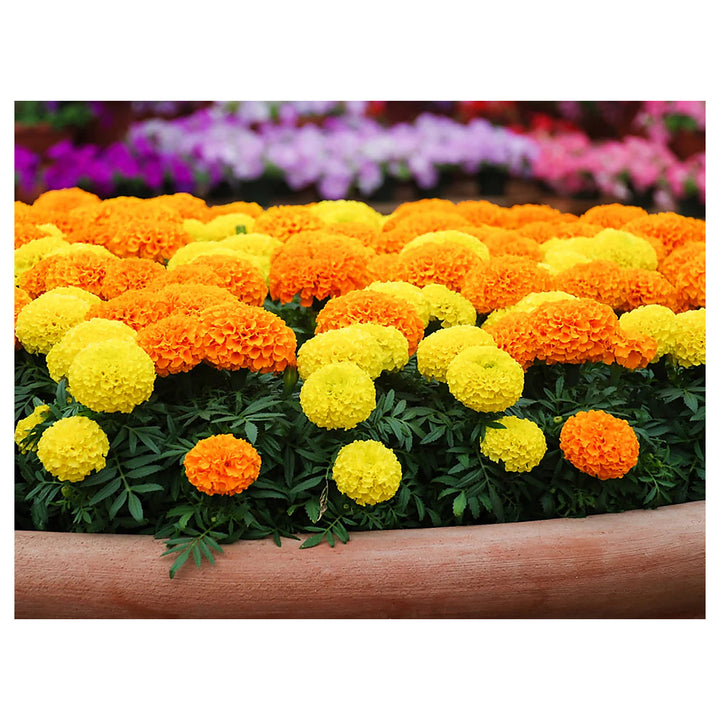 Organic Yellow &amp; Orange Marigold Flower Seeds for Planting – Heirloom Non-GMO High Germination Organic Garden Seeds | Neera Seeds product photo [neera-v4-0927503eb2e5d8144132]