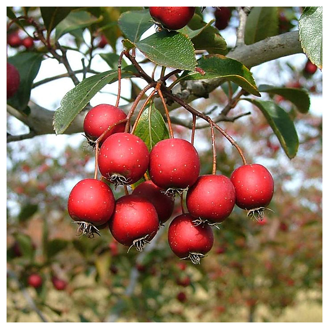 Red Hawthorn Plant Seeds – Hardy Tree Seeds, Heirloom & Non-GMO Seeds for Planting | Neera Seeds product photo [neera-v4-0938029a5830a3e2e035]