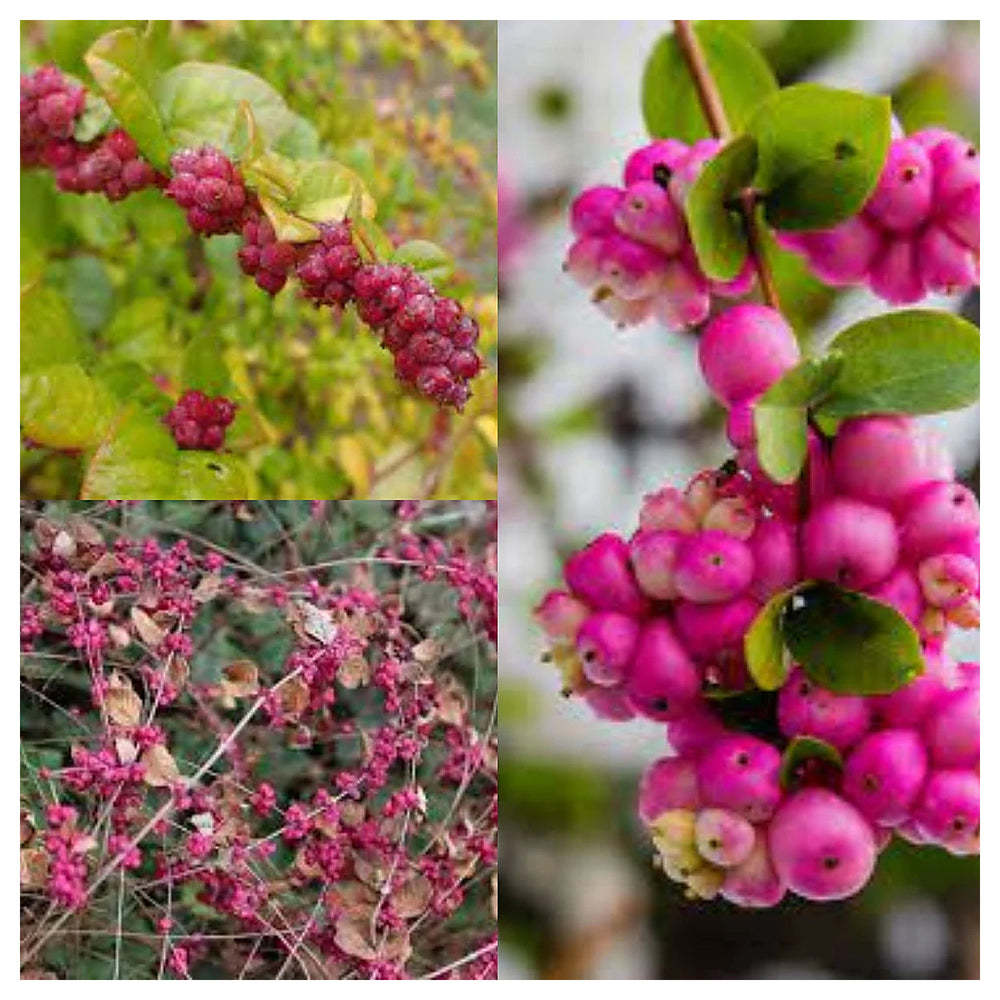 Rare Coralberry (Symphoricarpos Orbiculatus) Seeds – Hardy, Ornamental Garden Shrubs for Landscaping & Wildlife | Neera Seeds product photo [neera-v4-0941452b96cb0e06418b]