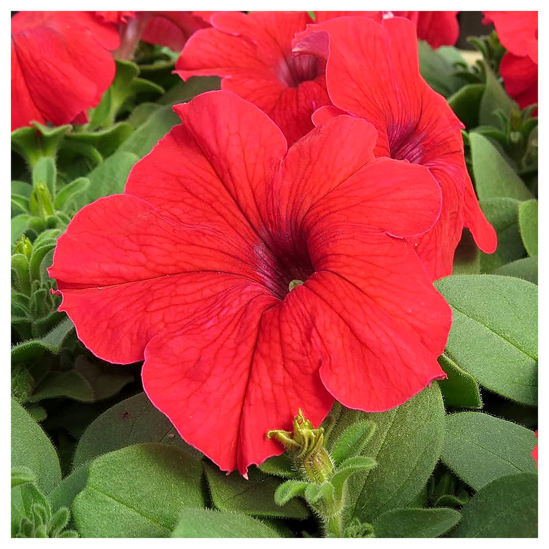 Red Petunia Planting Hanging Baskets And Flower Beds Flower Seeds Home Garden Planting, | Neera Seeds product photo [neera-v4-095b732594f037b4e590]