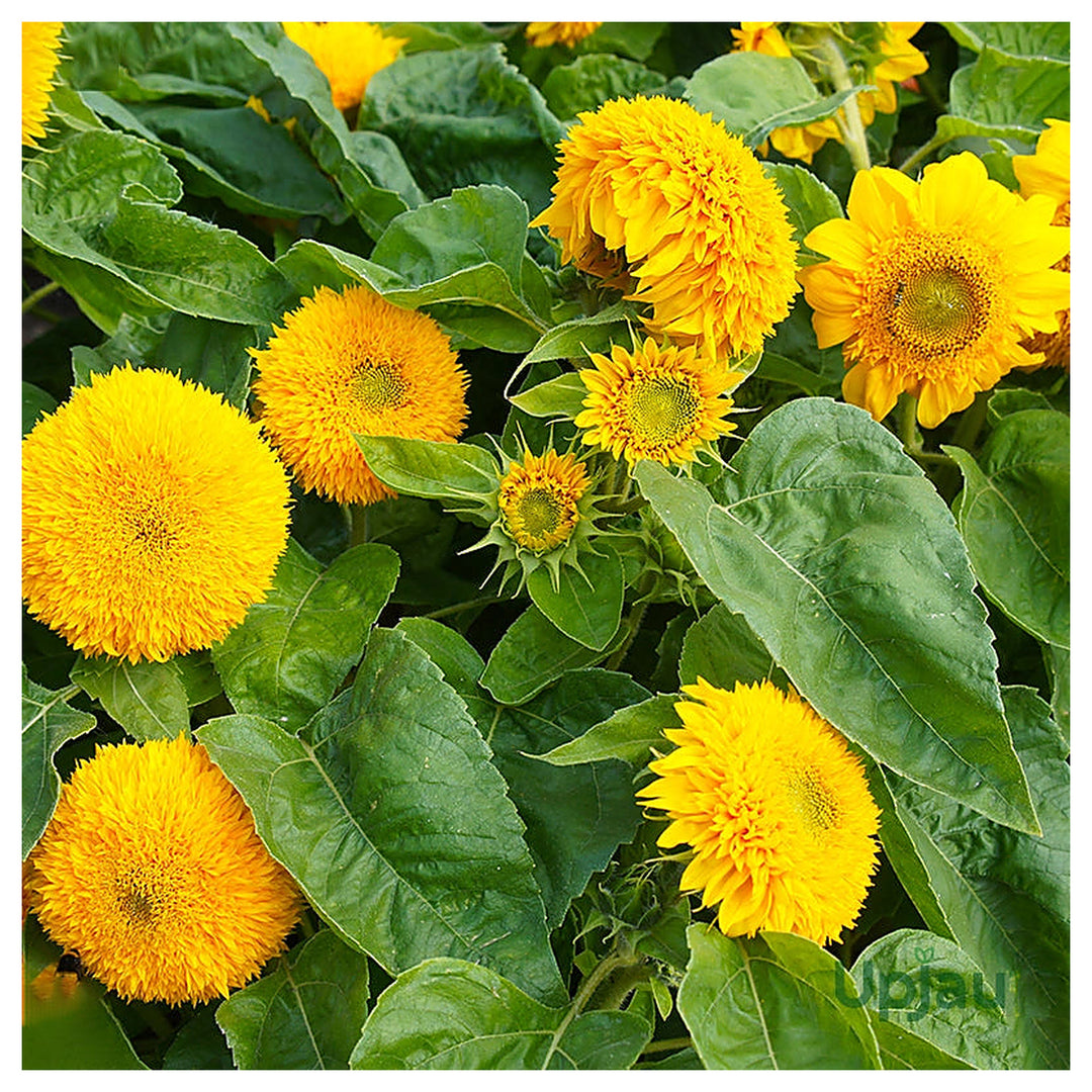 Teddy Bear Sunflower Seeds for Planting – Heirloom, Non-GMO, High Germination Organic Garden Flower Seeds | Neera Seeds product photo [neera-v4-095c64f1e4517cfe40c0]