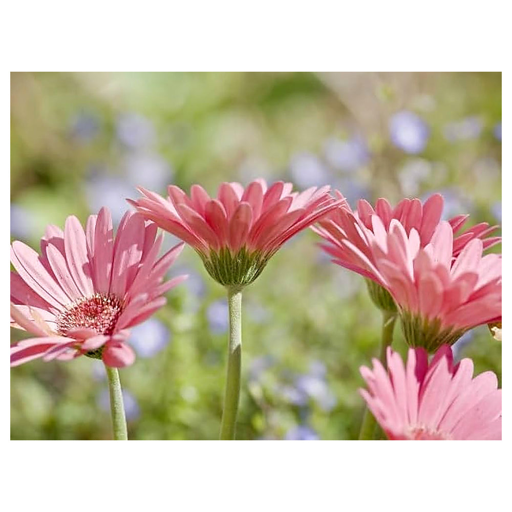 Pink Jamesonii Gerbera Daisy Flower Seeds for Planting – Vibrant Perennial Blooms | Neera Seeds product photo [neera-v4-096fa6aa25e3f8faa45a]