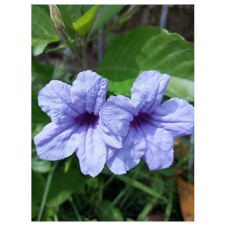 Heirloom Ruellia humilis Seeds – Non-GMO Flower Seeds for Planting | High Germination Organic Garden Blooms | Neera Seeds product photo [neera-v4-097b8c9374b87f65a4b2]