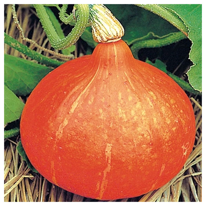 Uchiki Kuri Pumpkin Seeds for Planting – Organic, Heirloom, Non-GMO, High Germination Garden Seeds | Neera Seeds product photo [neera-v4-09821b9e2cd4a42c9e45]
