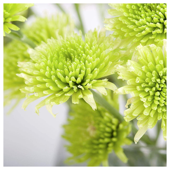 Organic Light Green Aster Flower Seeds for Planting – Heirloom Non-GMO | High Germination Organic Garden Seeds | Neera Seeds product photo [neera-v4-09877665d6ff6288e435]